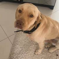 У Тернополі сім’я виплатила 10 тис гривень за знайдену собаку