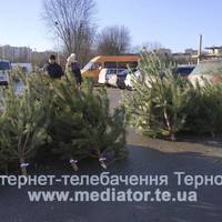 Новорічні ялинки в Тернополі: де і за скільки купити живу та штучну (Фото)