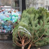 Куди тернополянам подіти ялинку після свят?