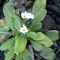 На Тернопільщині розцвіли весняні квіти. ФОТО