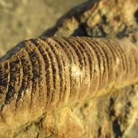 Заліщики Дністровський каньйон знахідка яка вражає