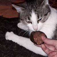 У Тернополі кішка допомогла матері врятувати життя дитини (ФОТО)