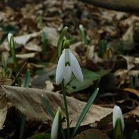 Видовище захоплююче: у Тернопільських лісах розквітли первоцвіти