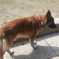 Втік з дому: собака відшукала свого господаря у лікарні, де він помирав через коронавірус