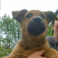 Їх добивали палками: на Тернопільщині благають врятувати песиків (Фото)