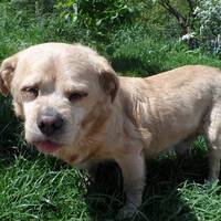 У Тернополі пес щонеділі ходить до церкви, де чекає загиблого господаря