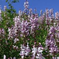 У Медоборах масово квітне неопалима купина