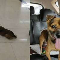 “Зворушлива історія”: пес три місяці чекав свого господаря, який в лікарні помер від COVID-19