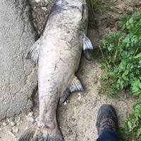 Вода у Тернопільському ставі відповідає стандартам, а риба дохне через «хімію»