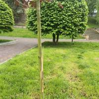 У Тернополі вандали зламали червонолистий клен на Алеї Героїв у парку Шевченка