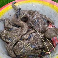 На Тернопільщині просять врятувати лелеченят, які випали з гнізда (фото)