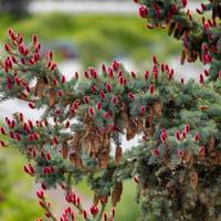 Унікальне явище: у Карпатах зацвіла смерека