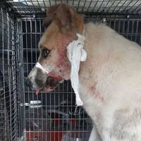 На Тернопільщині збирають гроші на лікування собаки, яка потрапила в аварію (фото)