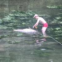 У Сереті продовжує гинути риба: з річки витягнули мертвого 20-кілограмового товстолоба (фото)