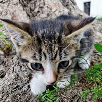 У Тернополі чоловік відібрав кошенят у циган, які їх били