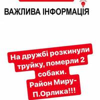 У Тернополі труять домашніх тварин