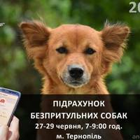 У Тернополі шукають волонтерів для підрахунку безпритульних собак