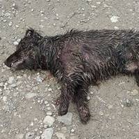 На Тернопільщині люди скаржаться на “вовкодавів”, які вбивають домашніх улюбленців (Фото)