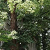 Зацвіло найстаріше дерево Тернополя