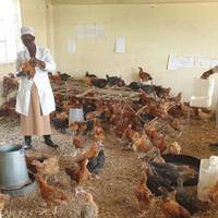 У Тернопільській ОДА хочуть перетворити школи на курники?