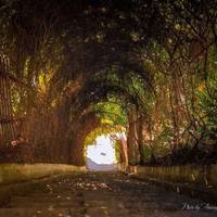 Тернопіль має свій «Тунель кохання»