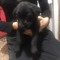 Тернополянка шукає господарів для маленького цуценяти (ФОТО)