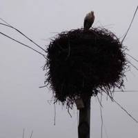 В селі на Тернопільщині на зиму залишився лелека: жителі не знають, як врятувати птаха