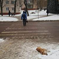 Навіть не зупинився: водій доброго позашляховика збив на смерть собачку. Фото +18