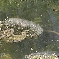 Водойма у гідропарку 