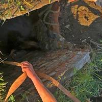Біля Тернополя в колодязь провалився кінь: тварину врятували
