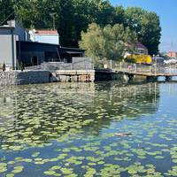 Серед Тернопільського ставу плаває велетенська мертва рибина