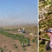 На півдні росії – нашестя сарани: знищені посіви у Краснодарському краї
