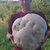 На Бережанщині місцеві жителі знайшли гігантський гриб вагою майже 6 кг