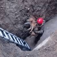 Бійці ДСНС врятували собаку, яка впала в глибокий рів з водою (ФОТО)