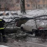 Під час негоди у Тернополі дерево впало на автомобіль
