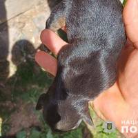 У Тернополі поліція розшукала жінку, яка закопала живих цуценят на “Циганці”