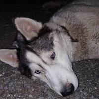 Був стомленим та зневодненим: у Тернополі розшукують власника хаскі (фото)