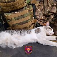 На фронті кішка врятувала життя наших військових - та, на жаль, ціною власного