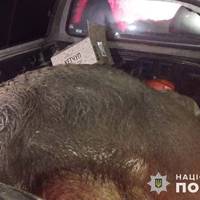 Чоловікам які везли кабанів в багажнику інкримінують незаконне полювання