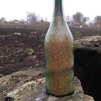 ІСТОРІЯ ПРОСА, ЯКЕ НЕ ВРЯТУВАЛО ВІД ГОЛОДУ