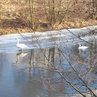 Пара білих лебедів залишилася зимувати на річці Стрипа