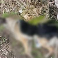 На Тернопільщині жорстоко вбили собаку, залишеного на догляд
