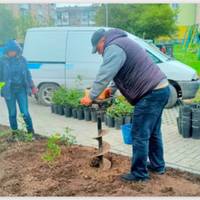У Чорткові крадуть висаджені для краси троянди