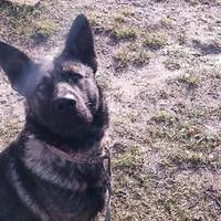 На Тернопільщині пес погриз дитині обличчя та зламав щелепу