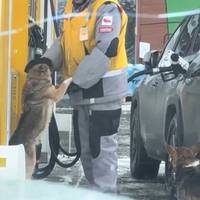 Відео, де чоловік гладить собаку на автозаправці, зворушило тисячі українців