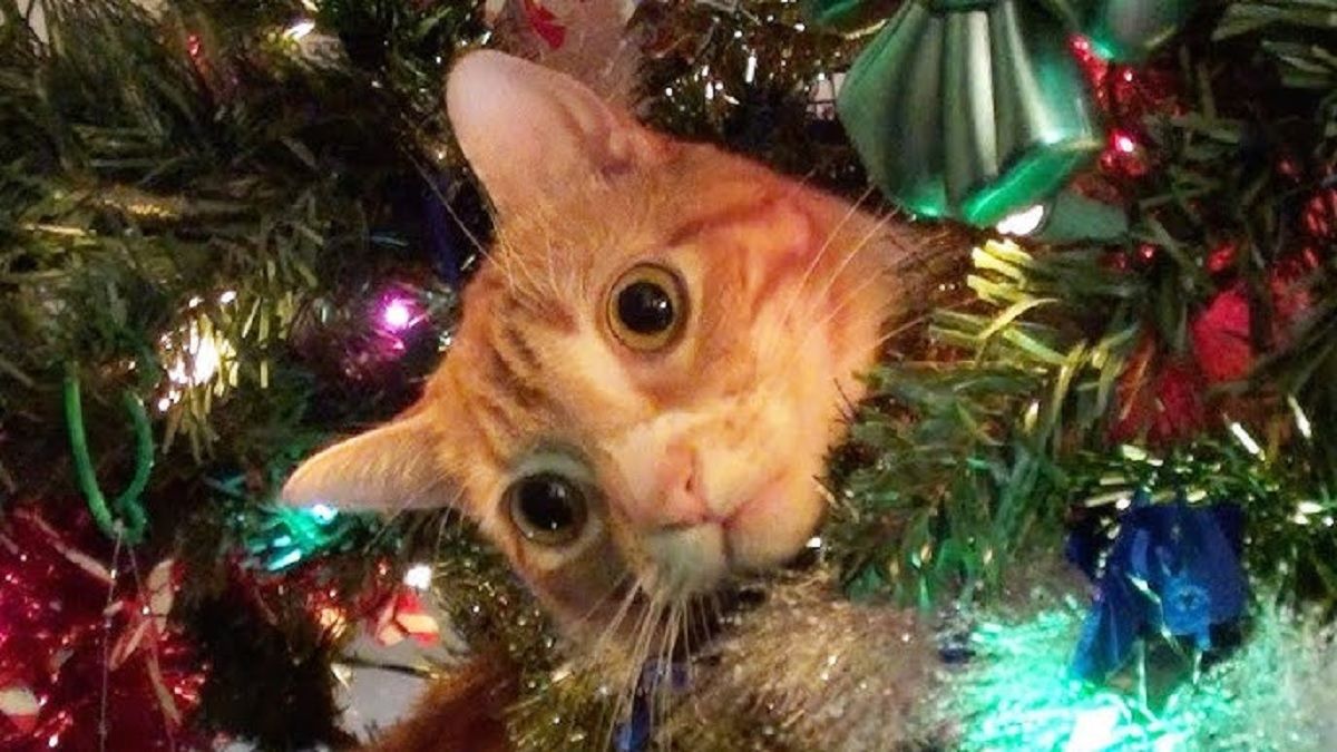 Смешная песня про кота